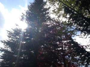 #100happydays Day 8 Sunshine