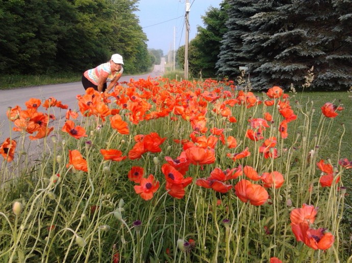 #100happydays Day 29 Doane Road 1 - Poppies