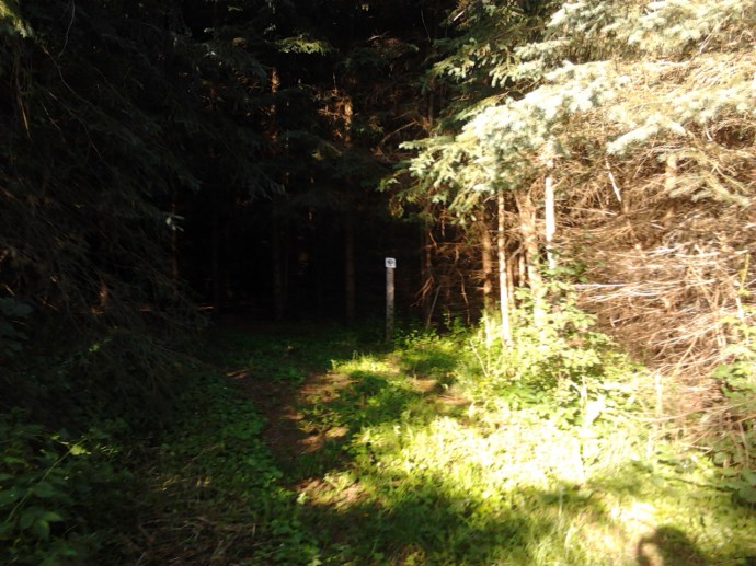 #100happydays Day 43 Hot summer run.