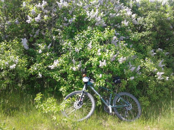 #100happydays Day 17 Lilacs
