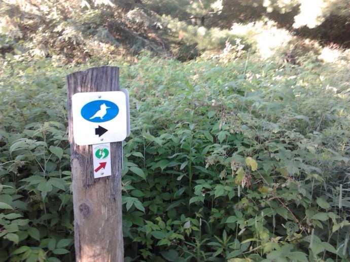 I noticed the raspberries are getting tall, looks like there will be a bumper crop this year!