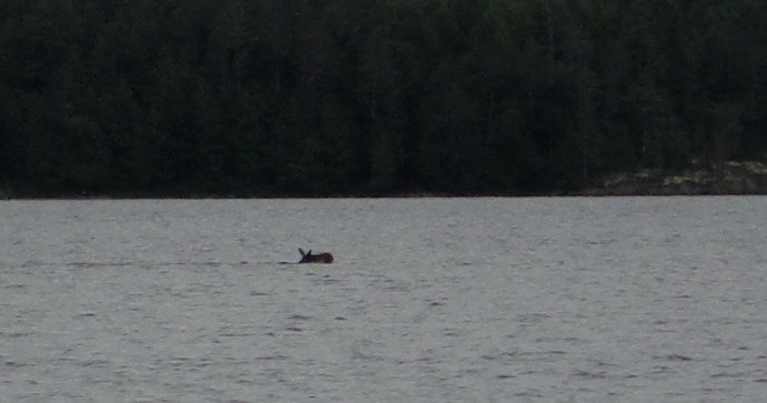moose crossing rock lake