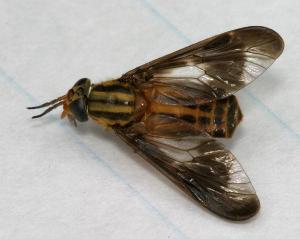 Dark-eyed deer fly