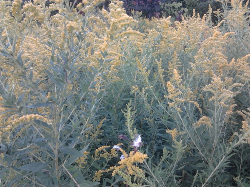 Golden Rod in bloom