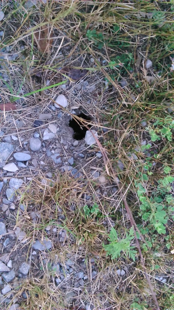 We are pretty sure the baby turtles clamored out of this hole