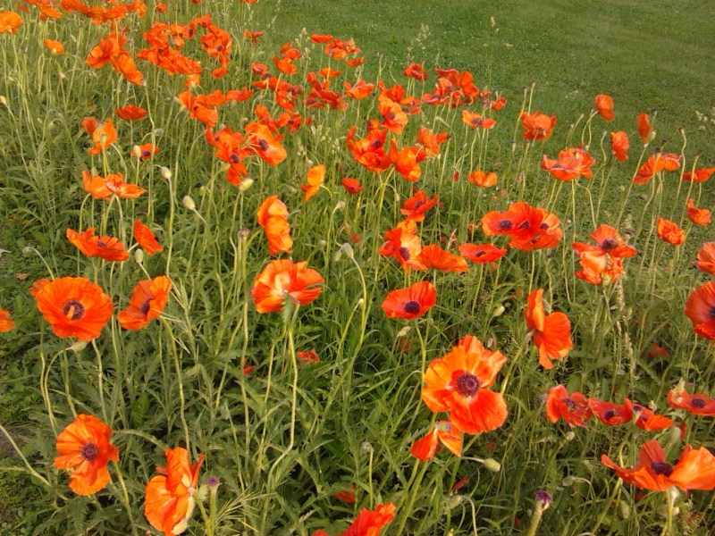 Poppies blowing in the ditch.
