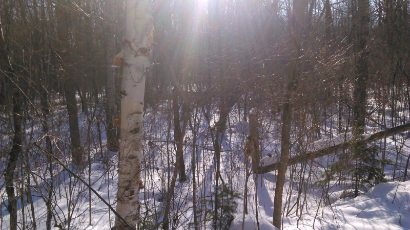 Sunny winter morning